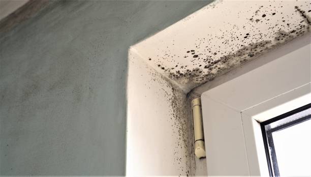 Mold Odor Removal Services in Fruitport, MI