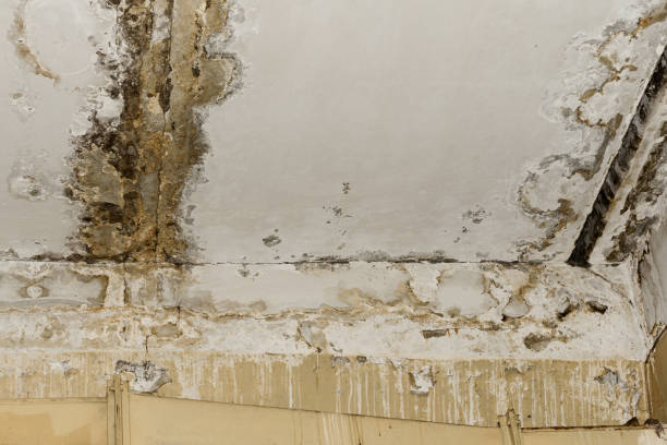 Trusted Fruitport, MI Mold Removal Experts