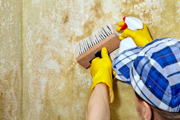 Best Black Mold Removal  in Fruitport, MI