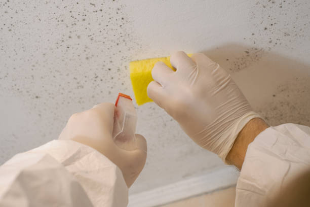 Best Real Estate Mold Inspection  in Fruitport, MI